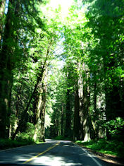 Avenue of the Giants 